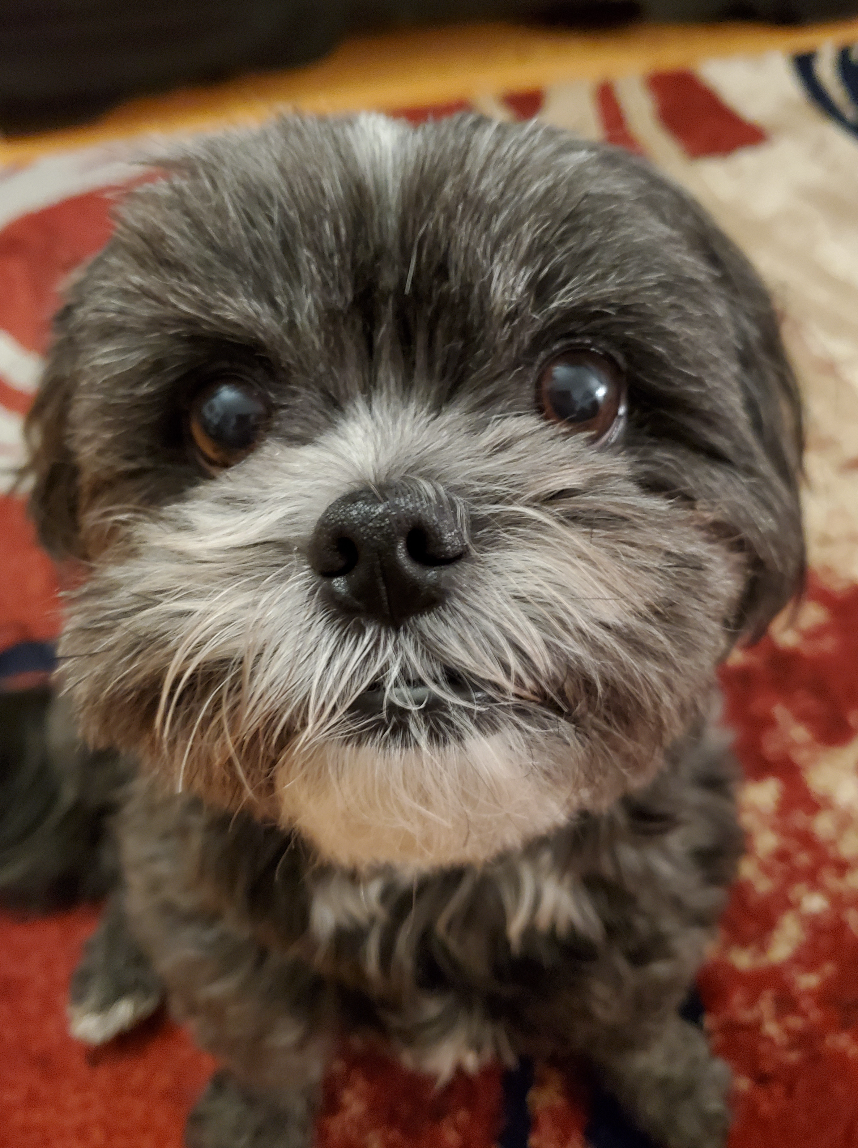 Cara de cachorrinho