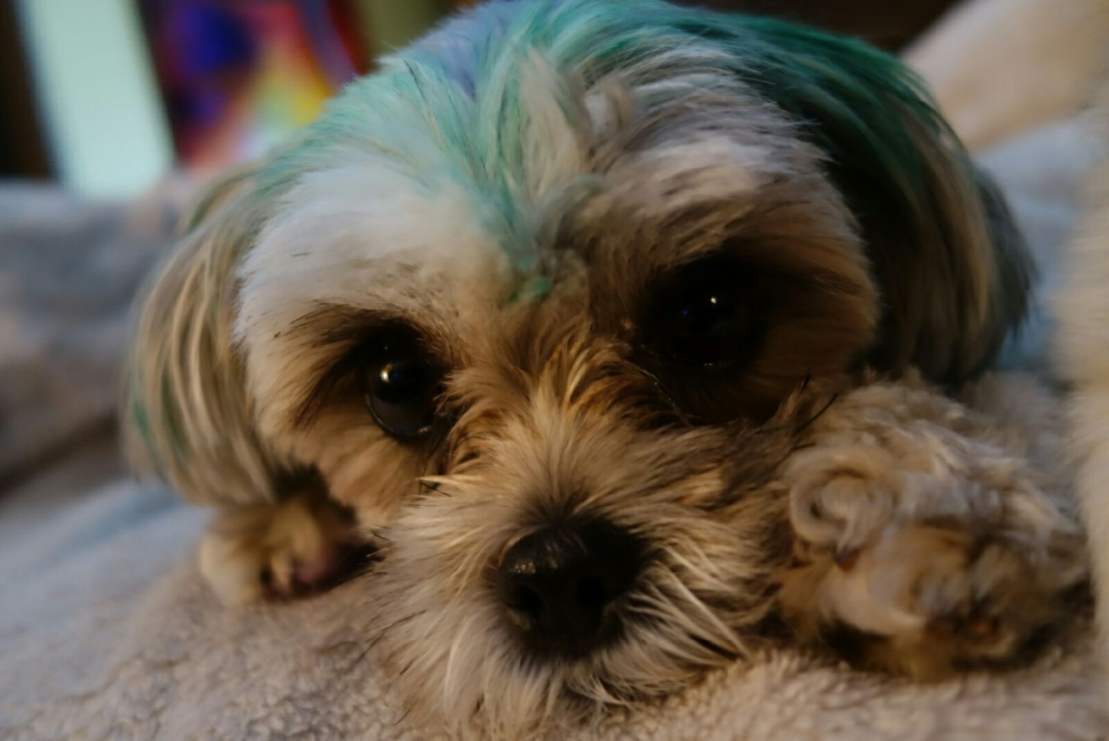 Filhote de cachorro #6