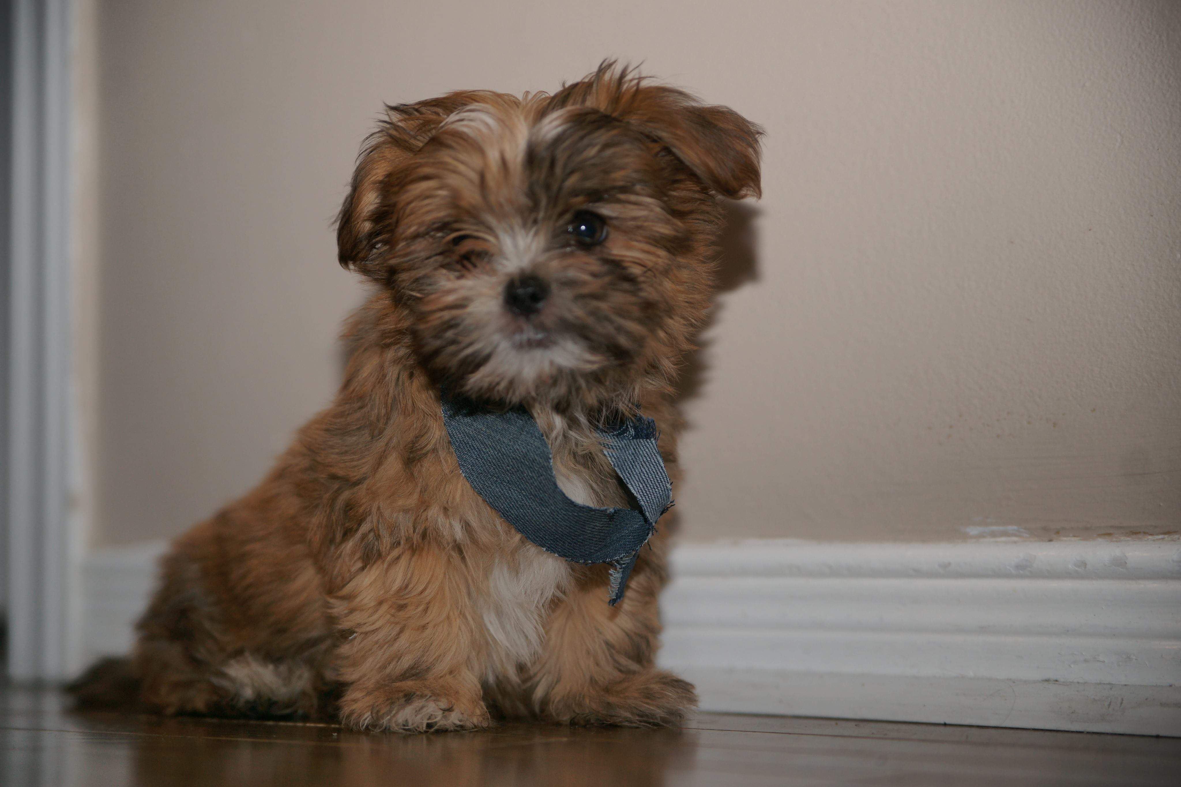 Ben  Nye - F/X Colour Wheel - Bruises & Abrasions Wheel  (CK-4)